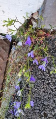 Lobelia erinus