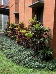 Codiaeum variegatum