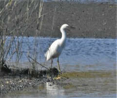 Egretta thula