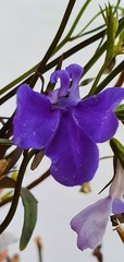 Lobelia erinus