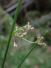 Juncus effusus