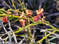 Daviesia brevifolia