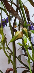 Lobelia erinus