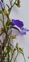 Lobelia erinus