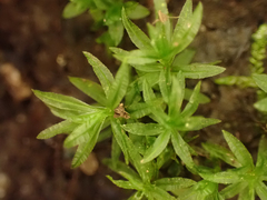 Atrichum undulatum