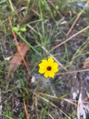 Coreopsis leavenworthii