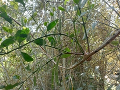 Ileostylus micranthus