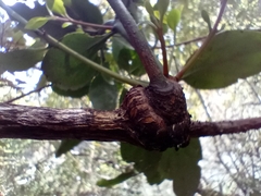 Ileostylus micranthus