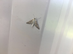 Epipagis fenestralis