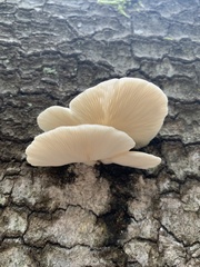 Pleurotus ostreatus