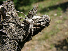 Philodromus spectabilis