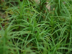 Polytrichastrum alpinum