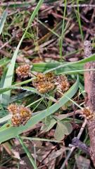 Luzula meridionalis