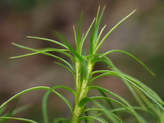 Polytrichastrum alpinum