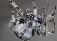 Araneus