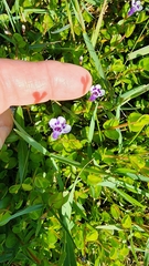 Lindernia grandiflora