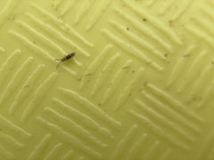 Entomobryidae