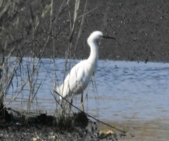Egretta thula