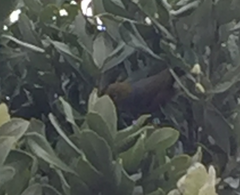 Zosterops lateralis lateralis