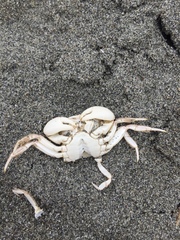 Hemigrapsus crenulatus