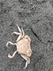 Hemigrapsus crenulatus