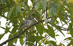 Pachyramphus rufus