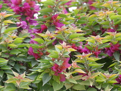 Bougainvillea glabra