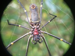 Nephila vitiana
