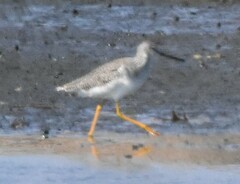 Tringa melanoleuca