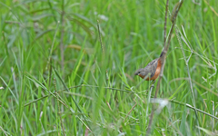 Sporophila minuta