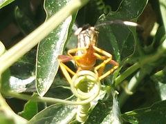 Holhymenia histrio
