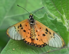 Acraea horta