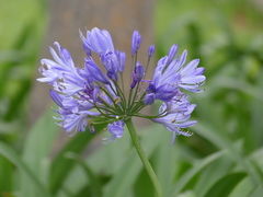 Agapanthus campanulatus