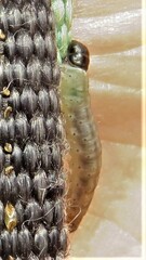 Tortricoidea