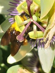 Xylocopa augusti