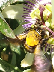 Xylocopa augusti