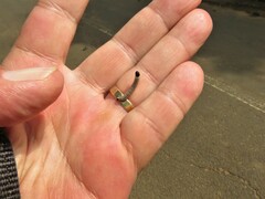 Tortricoidea