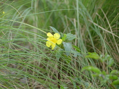 Magnoliopsida