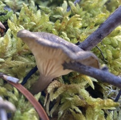 Cantharellula umbonata