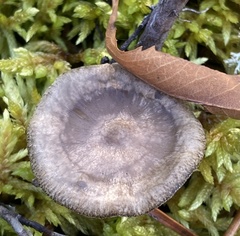 Cantharellula umbonata