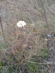 Scabiosa ochroleuca