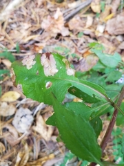 Astrotischeria astericola