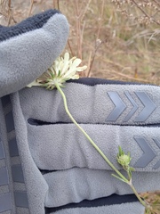 Scabiosa ochroleuca