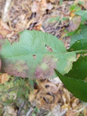 Astrotischeria astericola