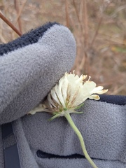 Scabiosa ochroleuca