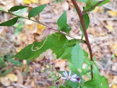 Astrotischeria astericola
