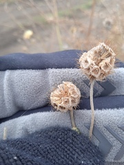 Scabiosa ochroleuca
