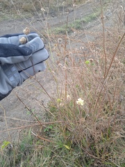 Scabiosa ochroleuca