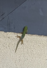 Phelsuma laticauda laticauda