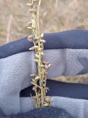 Artemisia commutata
